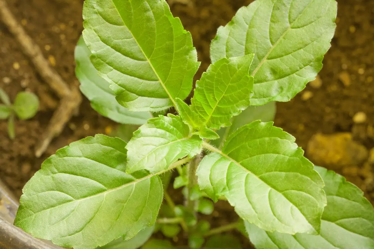 Tulsi